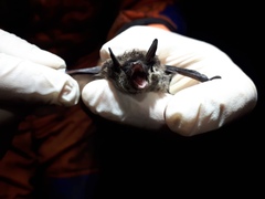Myotis sibiricus