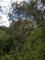Dais cotinifolia