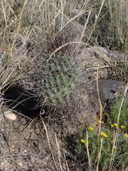 Echinopsis leucantha