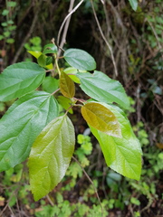 Itea rhamnoides