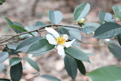 Camellia kissii