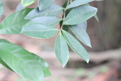 Camellia kissii