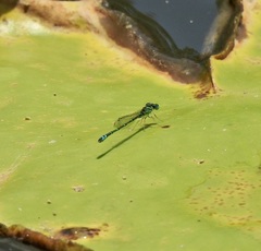 Austroagrion exclamationis