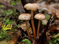 Marasmiellus pluvius