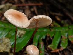 Marasmiellus pluvius