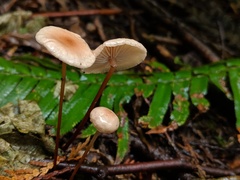 Marasmiellus pluvius