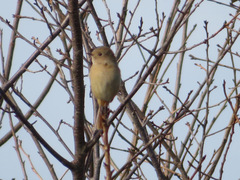 Phoenicurus auroreus