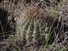 Echinopsis leucantha