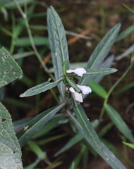 Hygrophila ringens