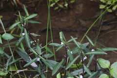 Hygrophila ringens