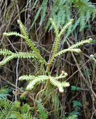 Sticherus umbraculifer