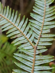 Sticherus umbraculifer