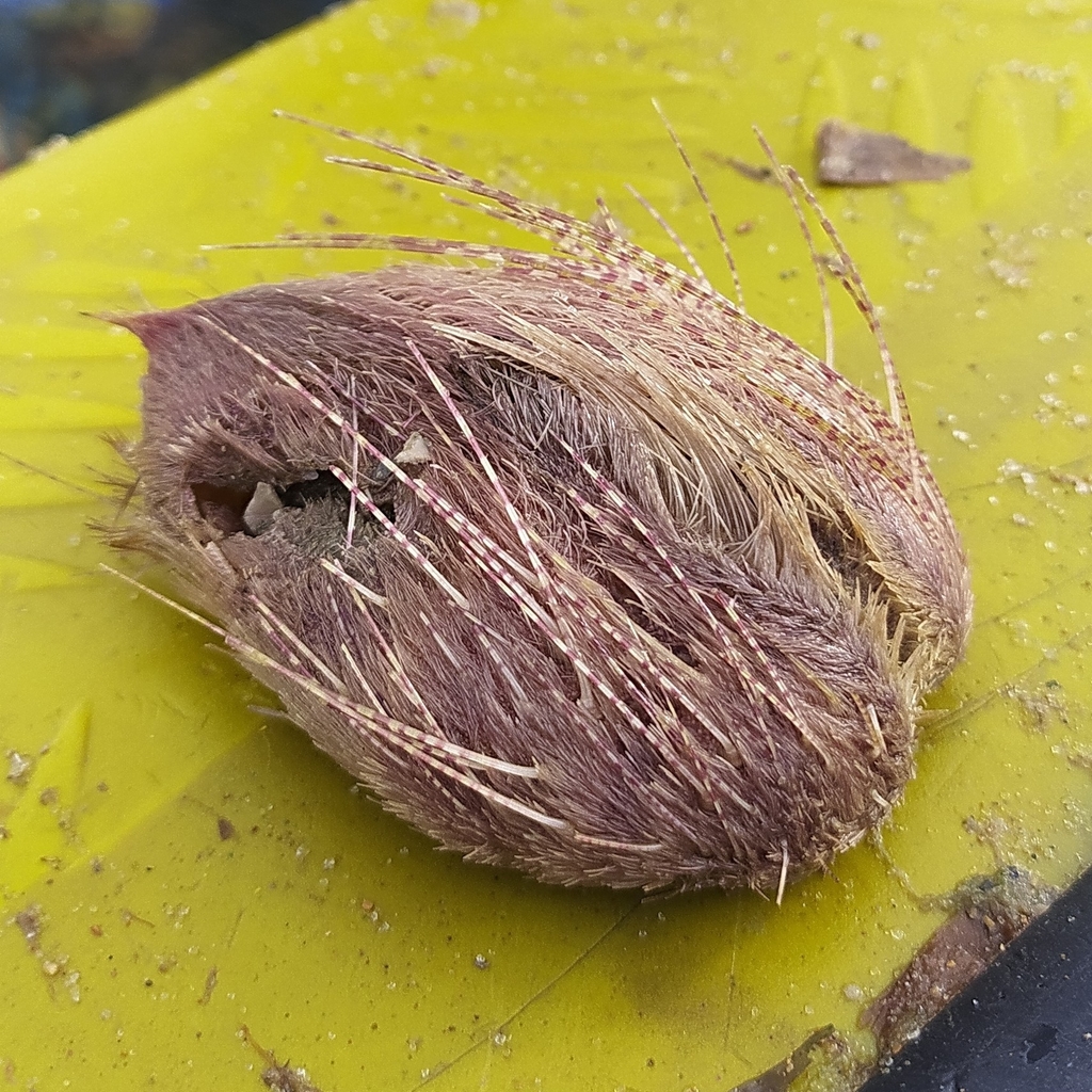 Lovenia elongata