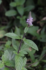 Pogostemon auricularius