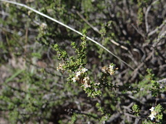 Acantholippia seriphioides