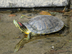 Trachemys scripta elegans