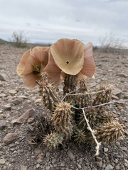 Hoodia