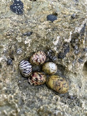 Nerita versicolor