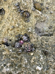 Nerita versicolor