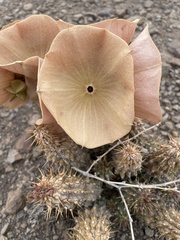 Hoodia