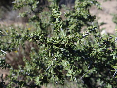 Condalia microphylla