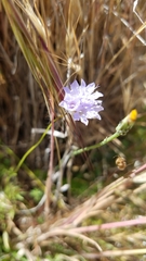 Gilia capitata