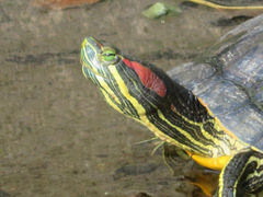 Trachemys scripta elegans