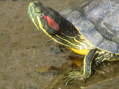 Trachemys scripta elegans