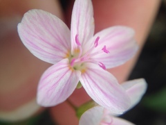 Claytonia rosea
