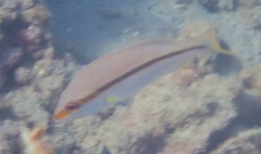 Lutjanus vitta