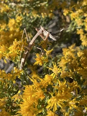 Yersiniops sophronicus