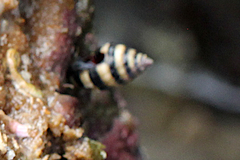 Engina zonalis