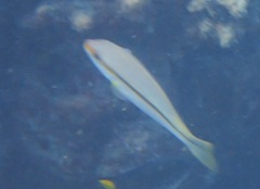Lutjanus vitta