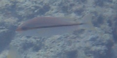 Lutjanus vitta