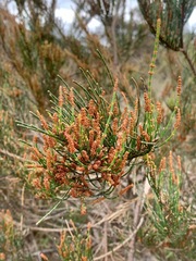 Allocasuarina paradoxa