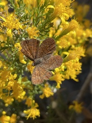 Calephelis arizonensis
