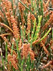 Allocasuarina paradoxa