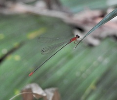 Teinobasis rufithorax