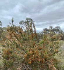 Allocasuarina paradoxa