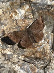 Calephelis arizonensis
