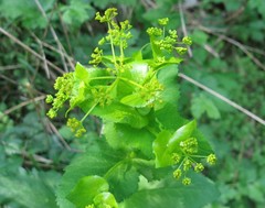 Smyrnium perfoliatum