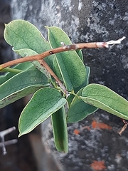 Dioscorea elephantipes