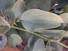 Dioscorea elephantipes