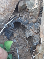 Dioscorea elephantipes