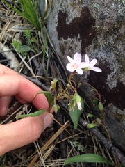 Claytonia rosea