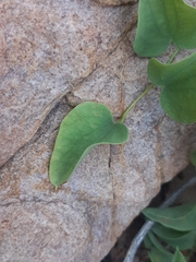Dioscorea elephantipes