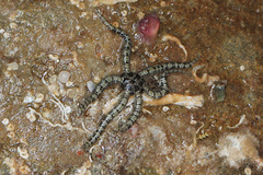 Ophiactis savignyi
