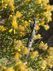 Litaneutria ocularis