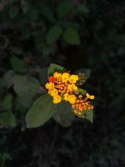 Lantana horrida