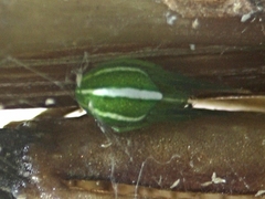 Araneus ginninderranus